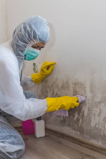 Mold Odor Removal Services in La Pine, OR