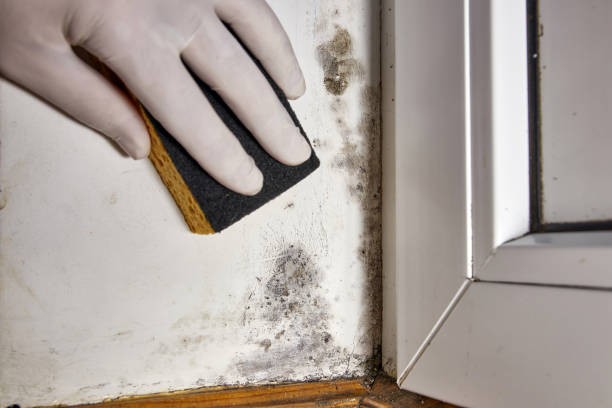 Best Emergency Mold Remediation  in La Pine, OR
